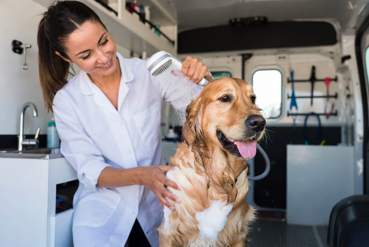 Professionelle Groomerin wäscht einen Golden Retriever im mobilen Van
